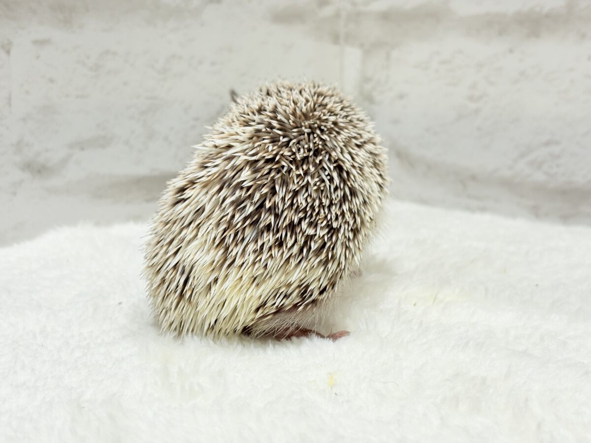 針の立て方忘れちゃった🦔💖ハリネズミ(パイド) 女の子 ハリネズミ(ヨツユビハリネズミ)