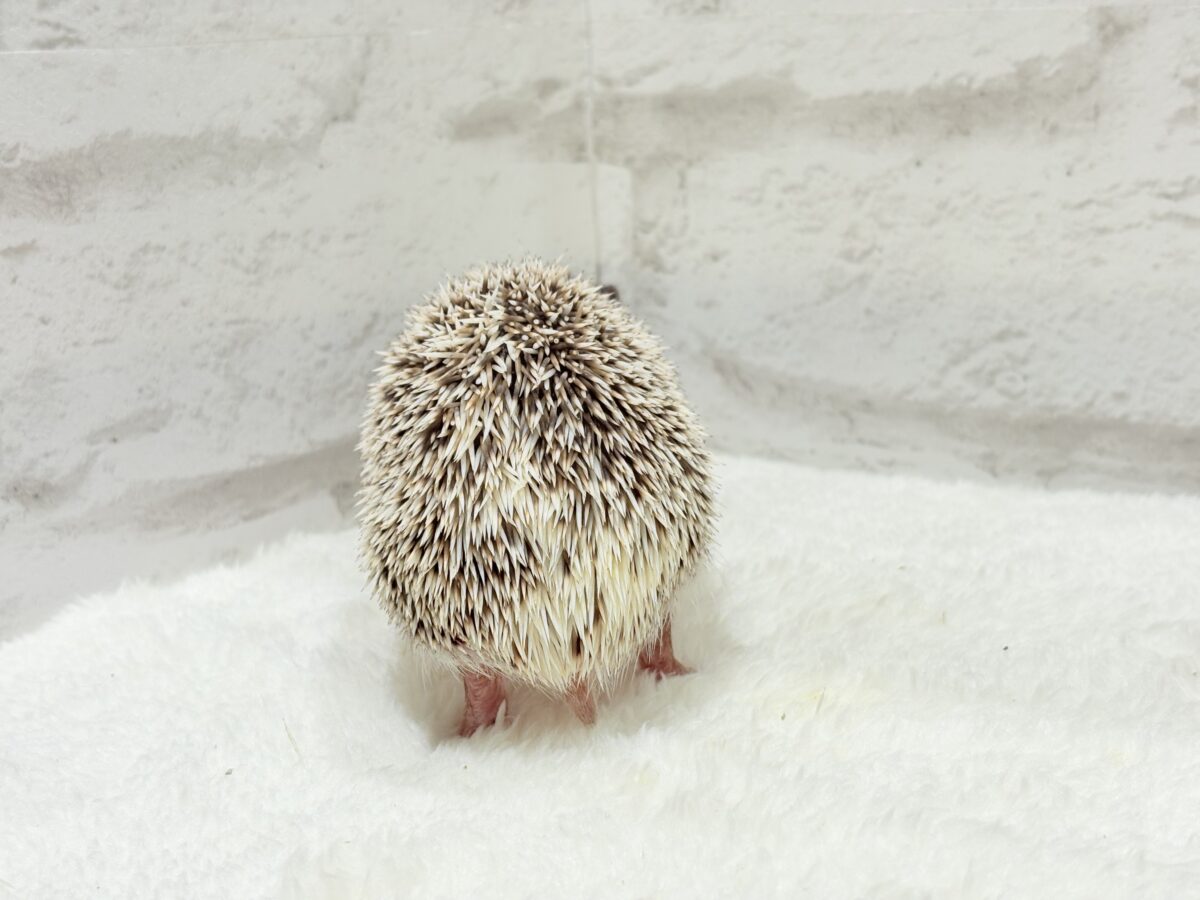 針の立て方忘れちゃった🦔💖ハリネズミ(パイド) 女の子 ハリネズミ(ヨツユビハリネズミ)