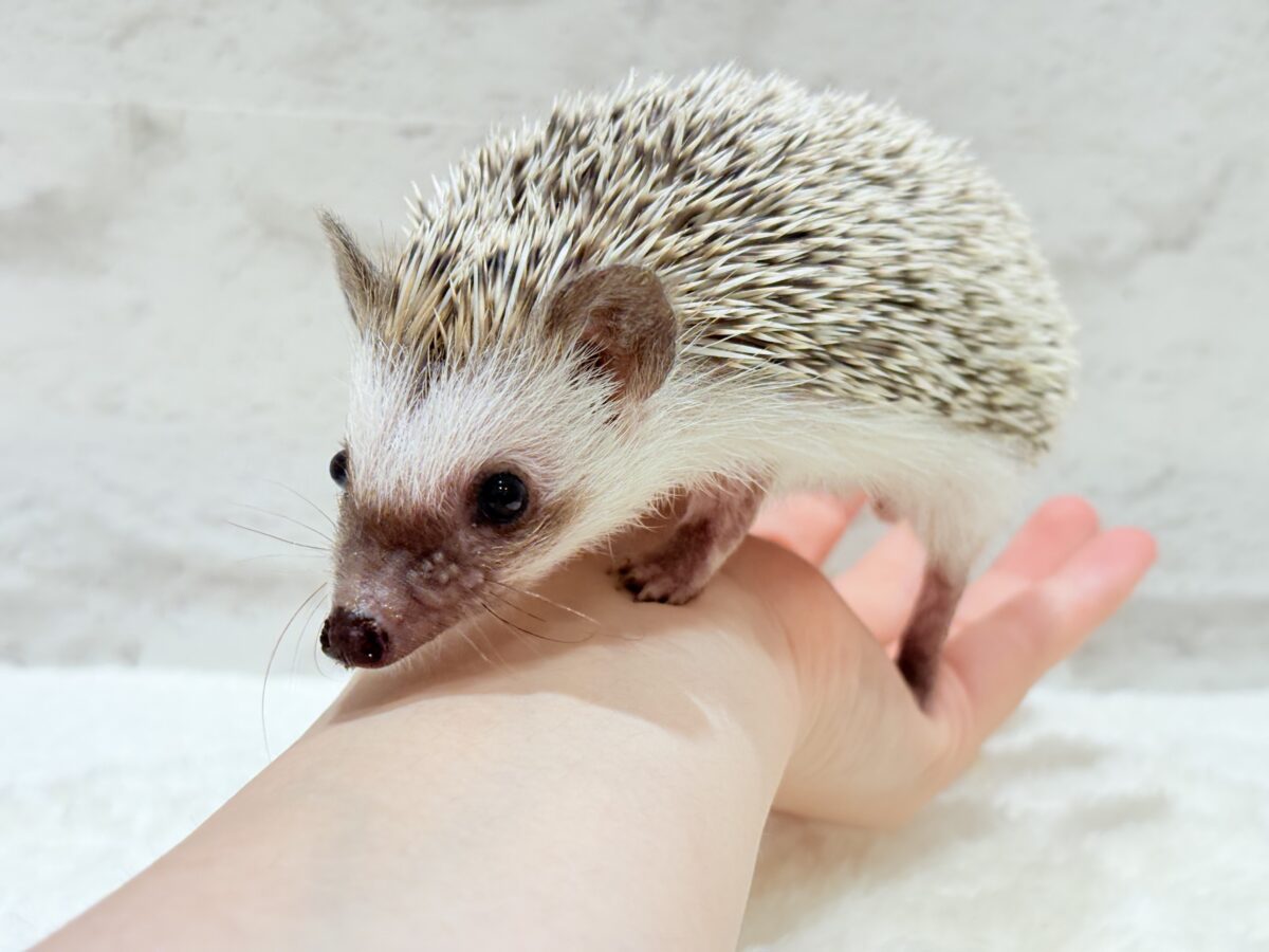 針の立て方忘れちゃった🦔💖ハリネズミ(パイド) 女の子 ハリネズミ(ヨツユビハリネズミ)