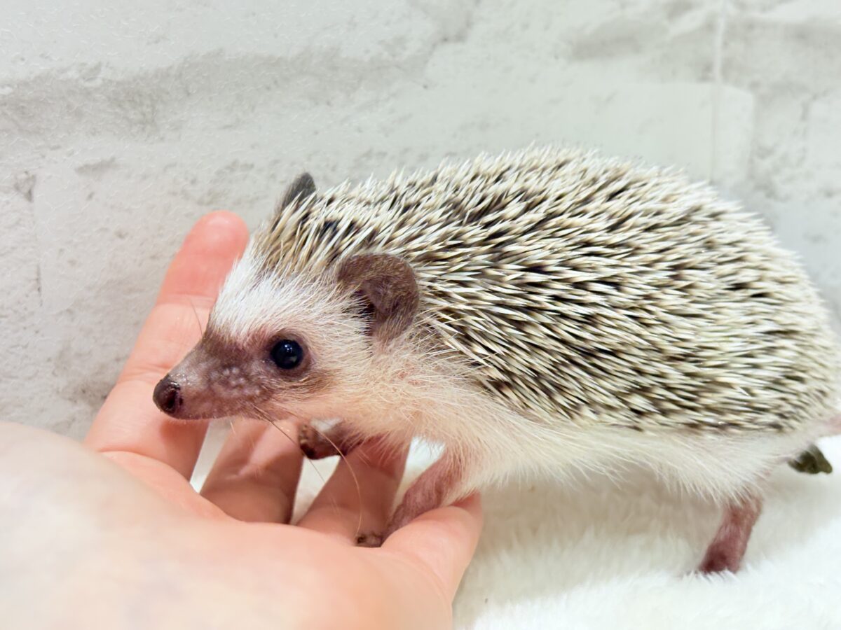 針の立て方忘れちゃった🦔💖ハリネズミ(パイド) 女の子 ハリネズミ(ヨツユビハリネズミ)