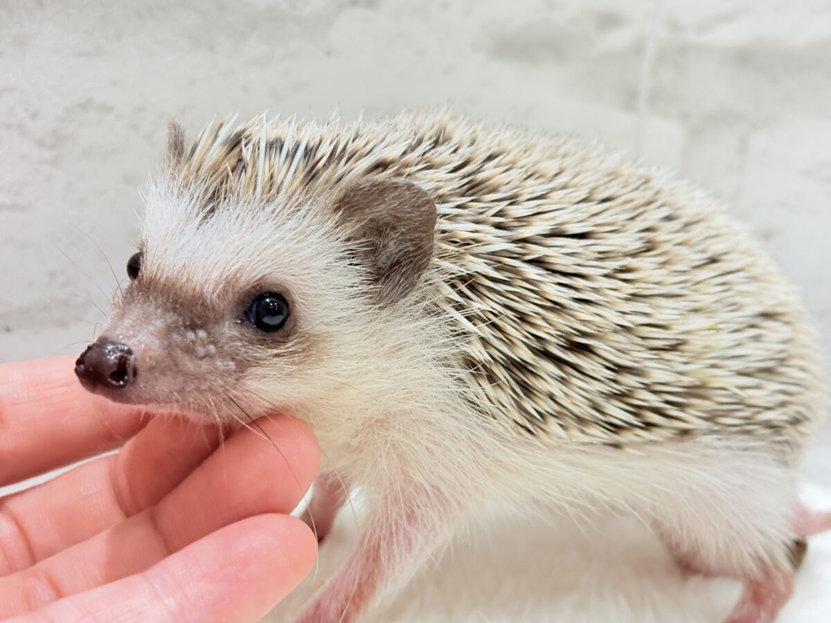 針の立て方忘れちゃった🦔💖ハリネズミ(パイド) 女の子 ハリネズミ(ヨツユビハリネズミ)