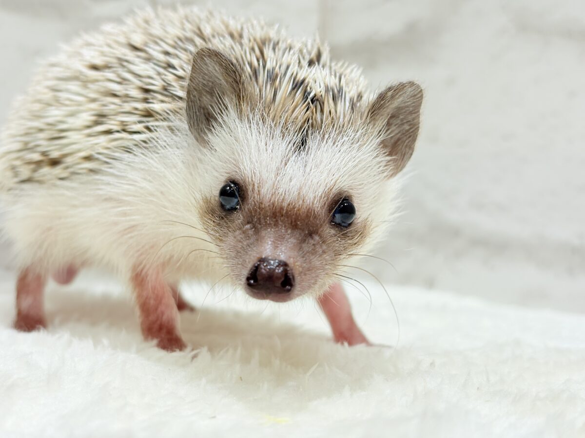 針の立て方忘れちゃった🦔💖ハリネズミ(パイド) 女の子 ハリネズミ(ヨツユビハリネズミ)