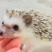 針の立て方忘れちゃった🦔💖ハリネズミ(パイド) 女の子