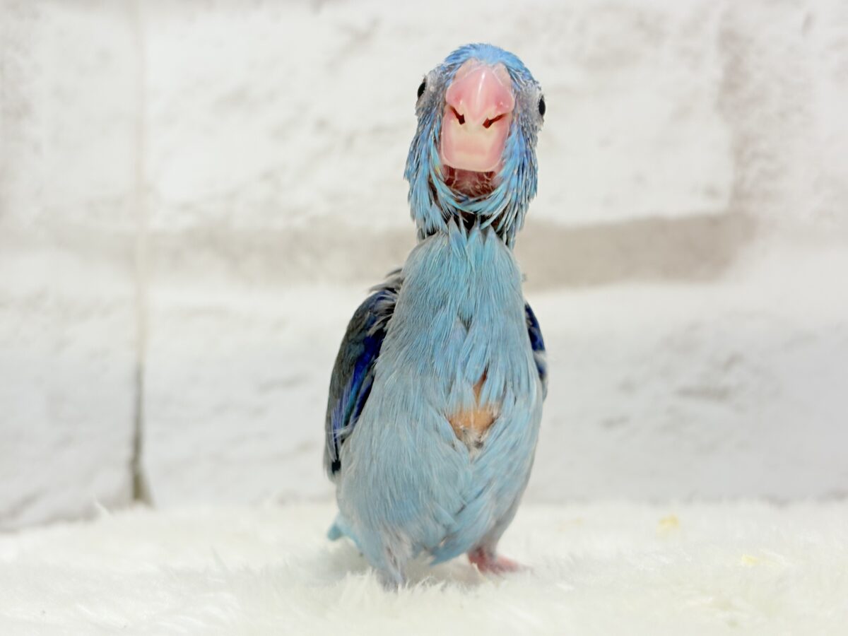 【最新画像更新🪄】お腹が減ると恐竜だっ🦕⋆͛マメルリハ(ブルー) 男の子 ヒナ マメルリハ