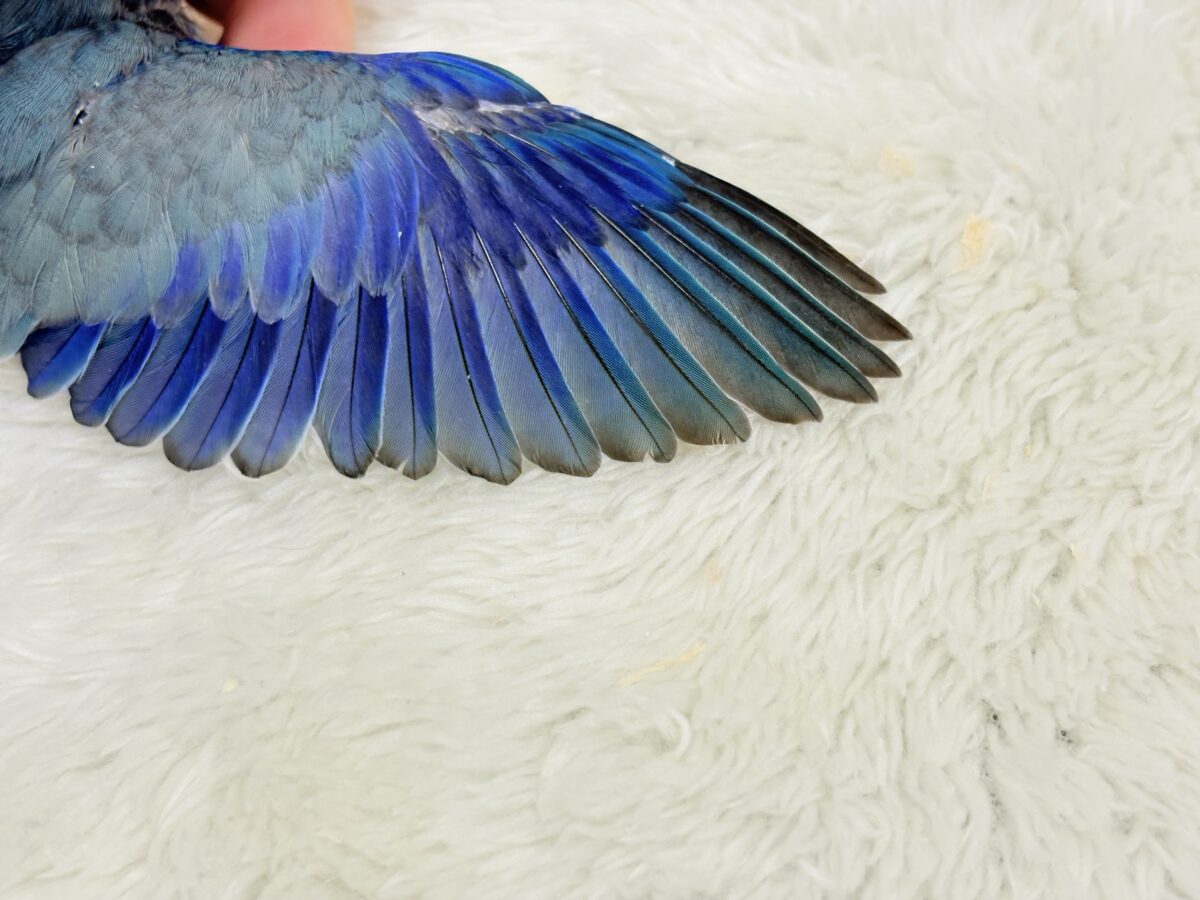 【最新画像更新🪄】お腹が減ると恐竜だっ🦕⋆͛マメルリハ(ブルー) 男の子 ヒナ マメルリハ