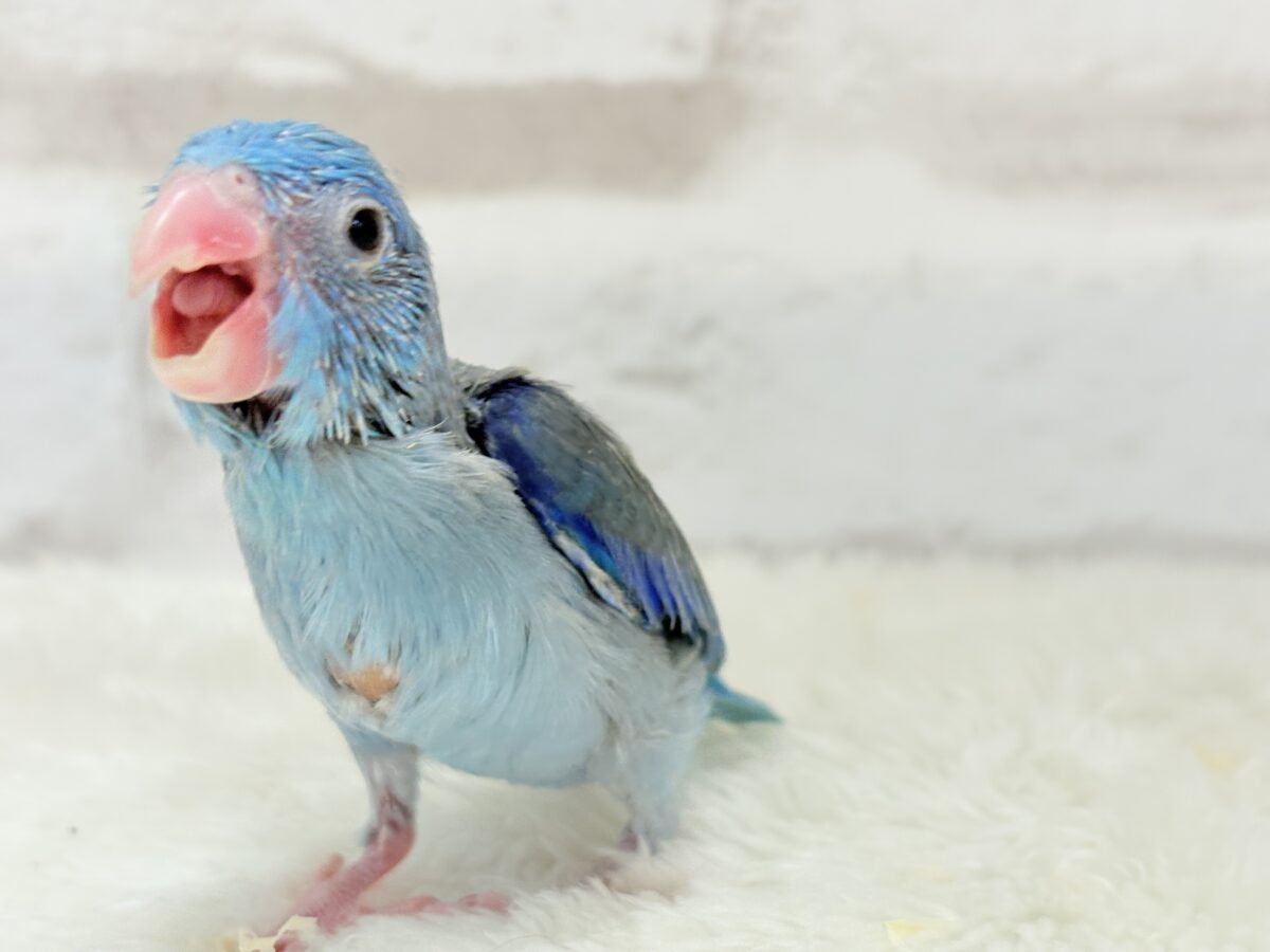 【最新画像更新🪄】お腹が減ると恐竜だっ🦕⋆͛マメルリハ(ブルー) 男の子 ヒナ マメルリハ