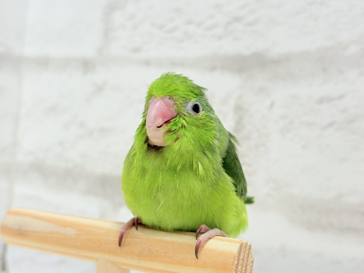 マメルリハ
