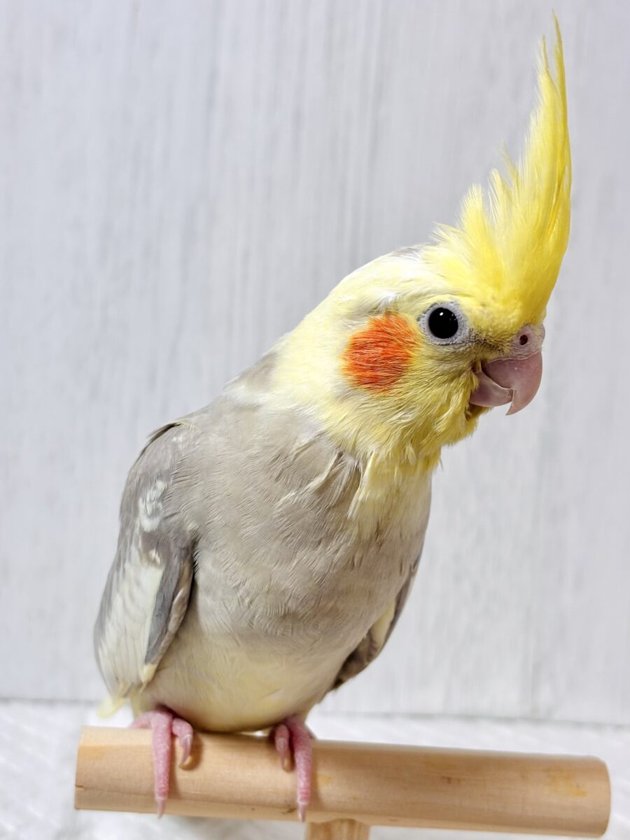 オカメインコ