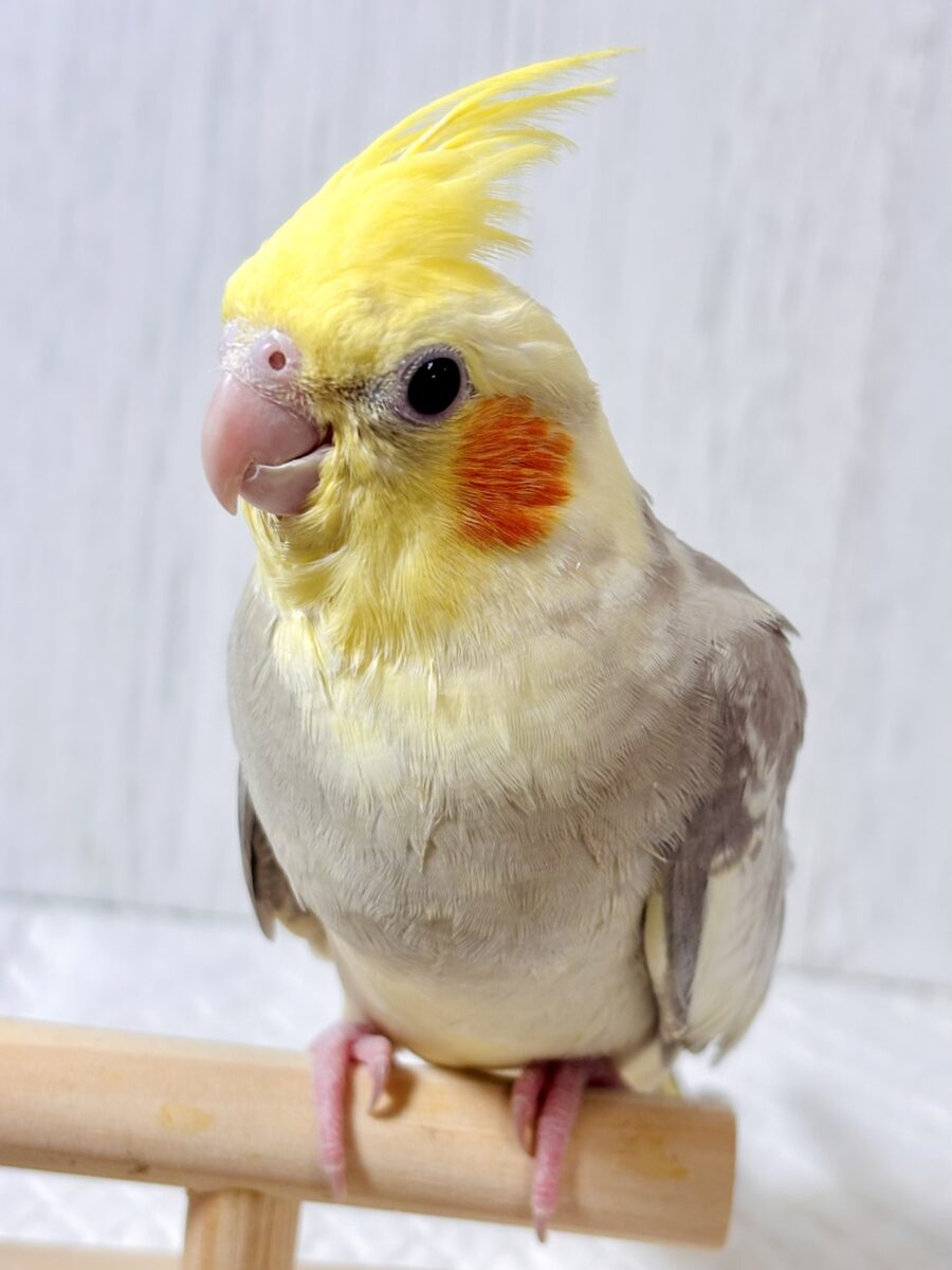 🌿ふんわりシナモン色に、個性豊かな模様♡ オカメインコ「シナモンパイド」のヒナちゃん♪ オカメインコ