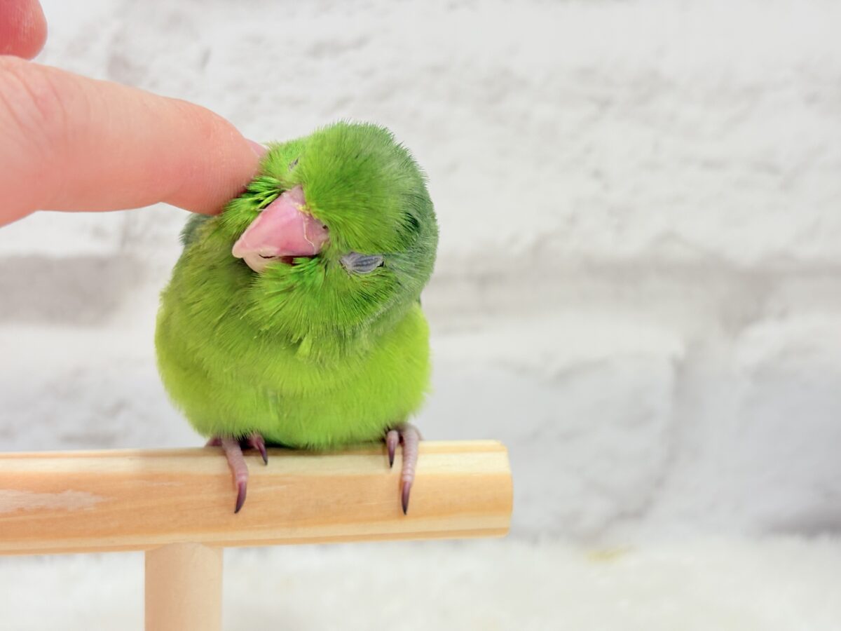 マメルリハ