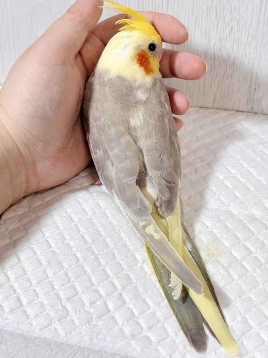 オカメインコ