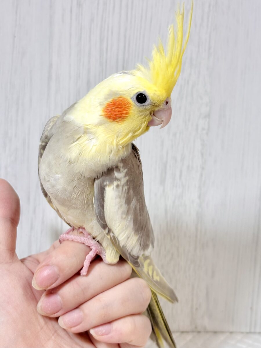 オカメインコ