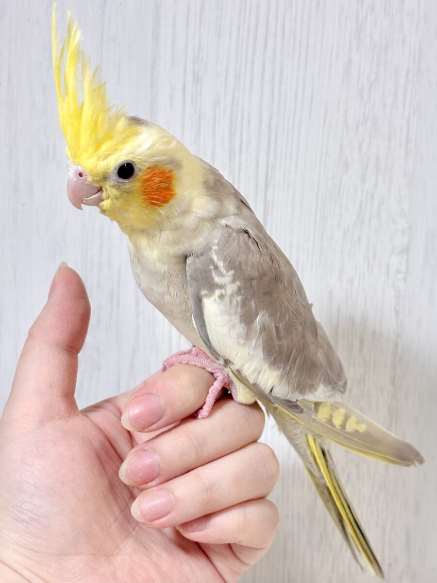 オカメインコ
