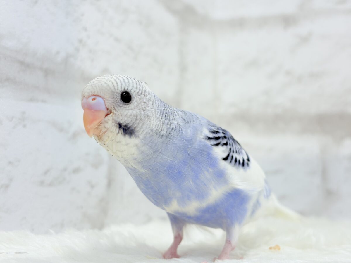 【最新画像更新🪄もうすぐひとり餌☆】わた毛たっぷり♡もこもこちゃん♡セキセイインコ(パイド) ヒナ セキセイインコ