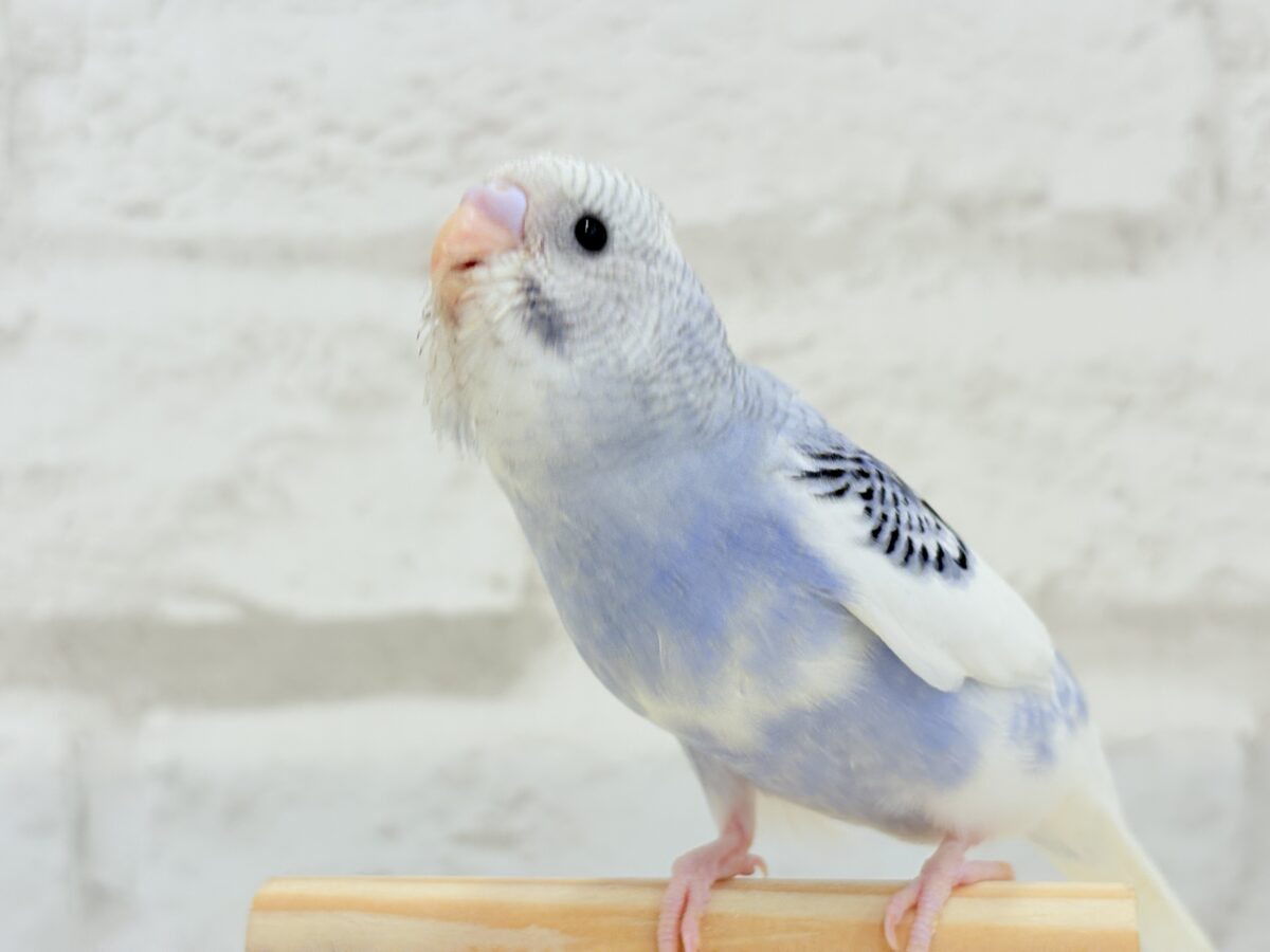 【最新画像更新🪄もうすぐひとり餌☆】わた毛たっぷり♡もこもこちゃん♡セキセイインコ(パイド) ヒナ セキセイインコ