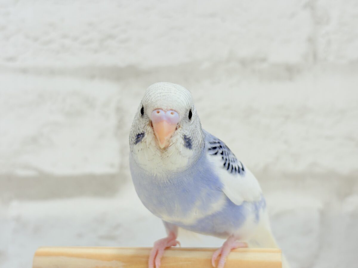 【最新画像更新🪄もうすぐひとり餌☆】わた毛たっぷり♡もこもこちゃん♡セキセイインコ(パイド) ヒナ セキセイインコ