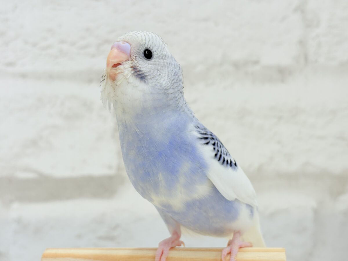 【最新画像更新🪄もうすぐひとり餌☆】わた毛たっぷり♡もこもこちゃん♡セキセイインコ(パイド) ヒナ セキセイインコ