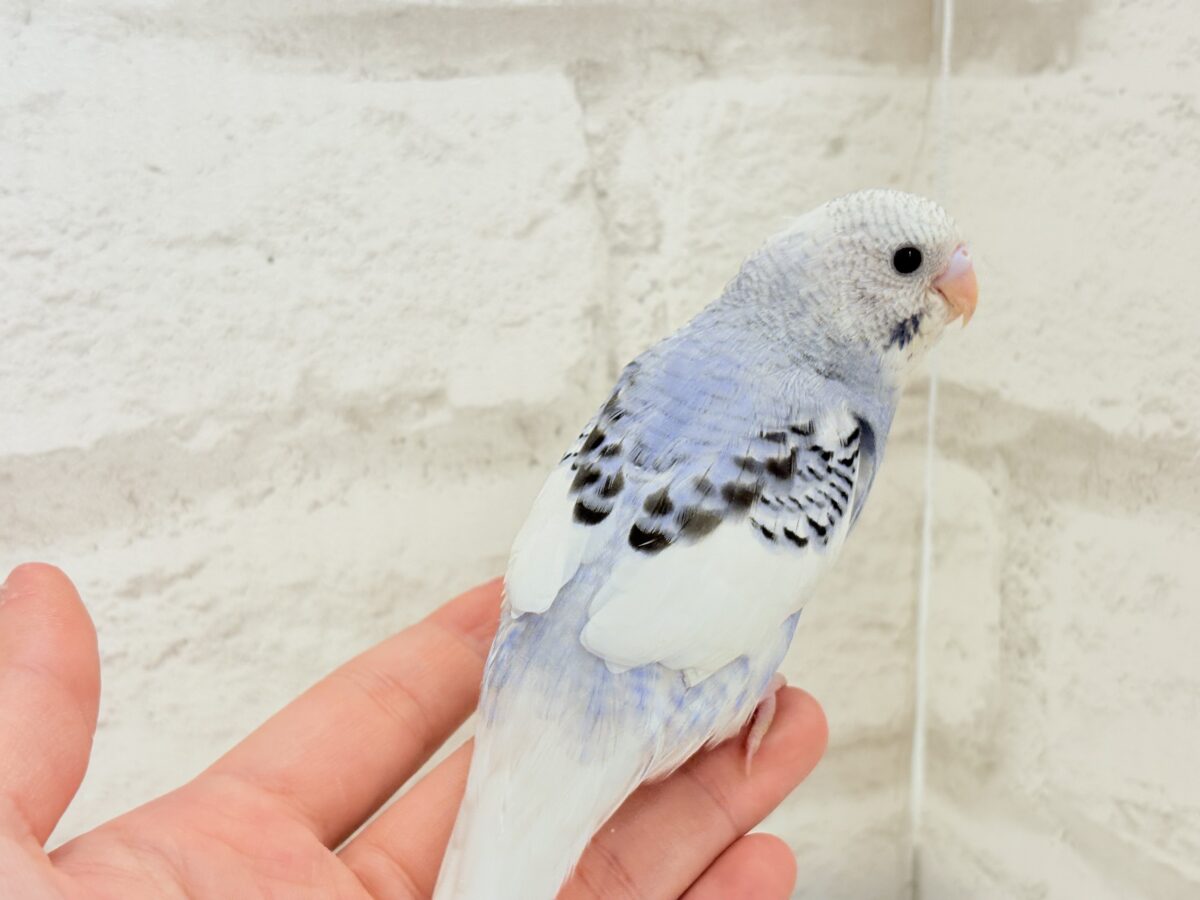 【最新画像更新🪄もうすぐひとり餌☆】わた毛たっぷり♡もこもこちゃん♡セキセイインコ(パイド) ヒナ セキセイインコ