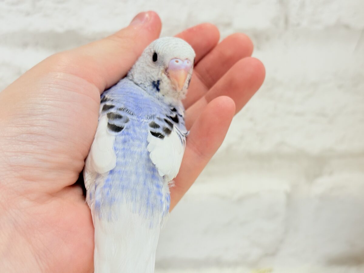 【最新画像更新🪄もうすぐひとり餌☆】わた毛たっぷり♡もこもこちゃん♡セキセイインコ(パイド) ヒナ セキセイインコ