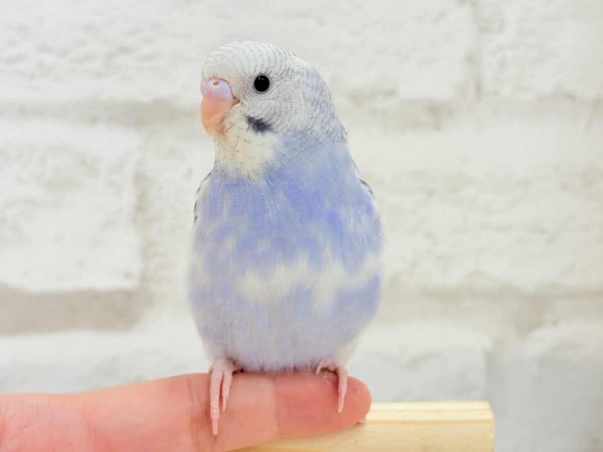 【最新画像更新🪄もうすぐひとり餌☆】わた毛たっぷり♡もこもこちゃん♡セキセイインコ(パイド) ヒナ セキセイインコ