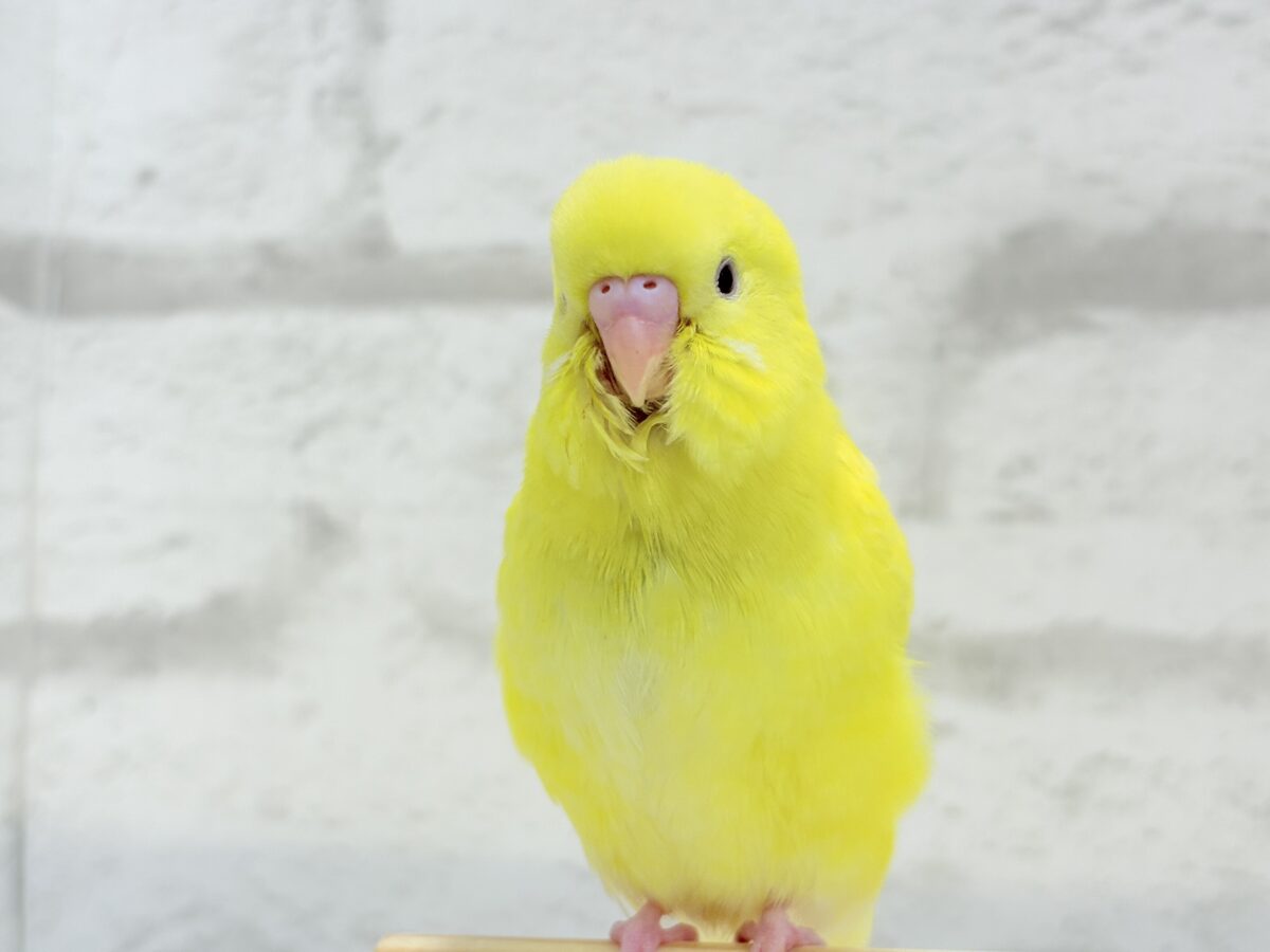セキセイインコ