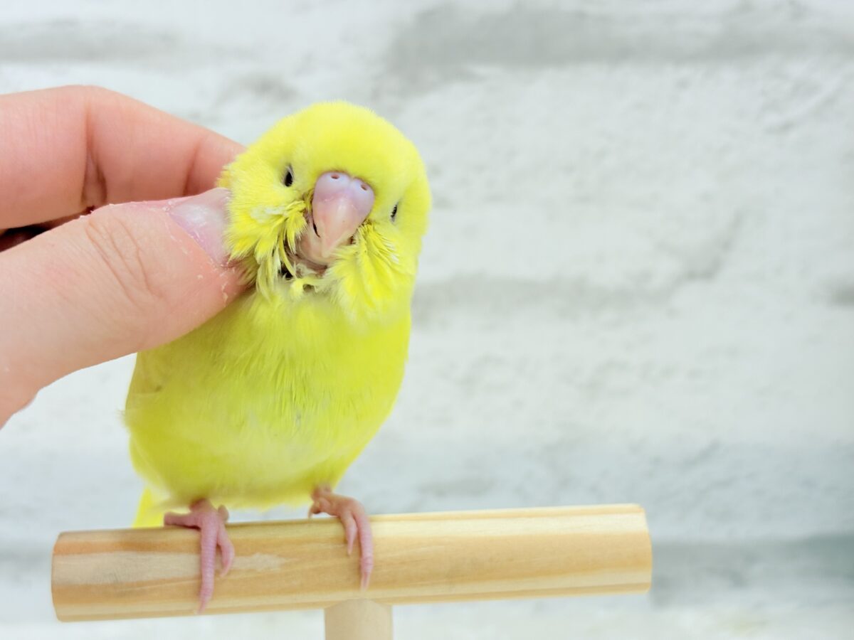 【最新画像更新🪄】にっこり笑顔がチャームポイント☺️💖セキセイインコ(ルチノー) ヒナ セキセイインコ