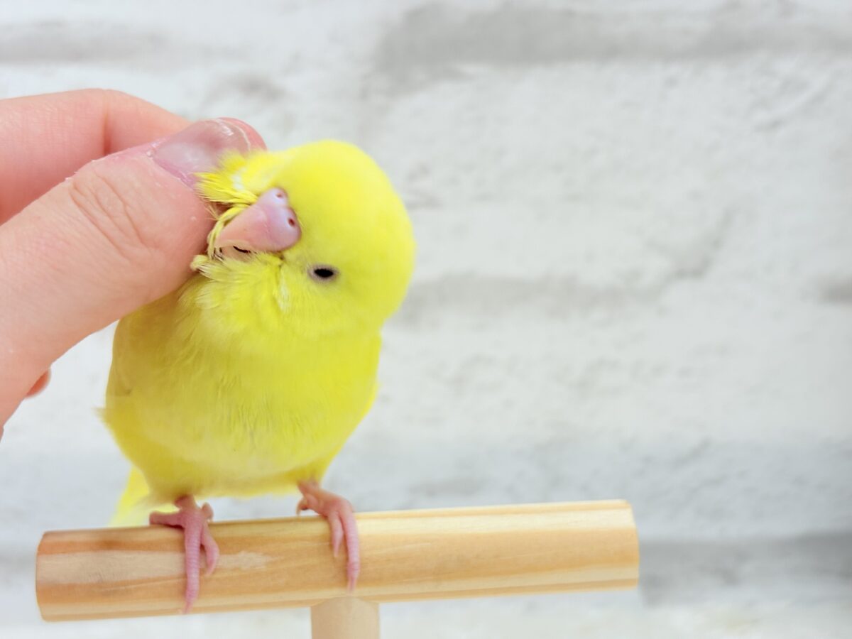 【最新画像更新🪄】にっこり笑顔がチャームポイント☺️💖セキセイインコ(ルチノー) ヒナ セキセイインコ