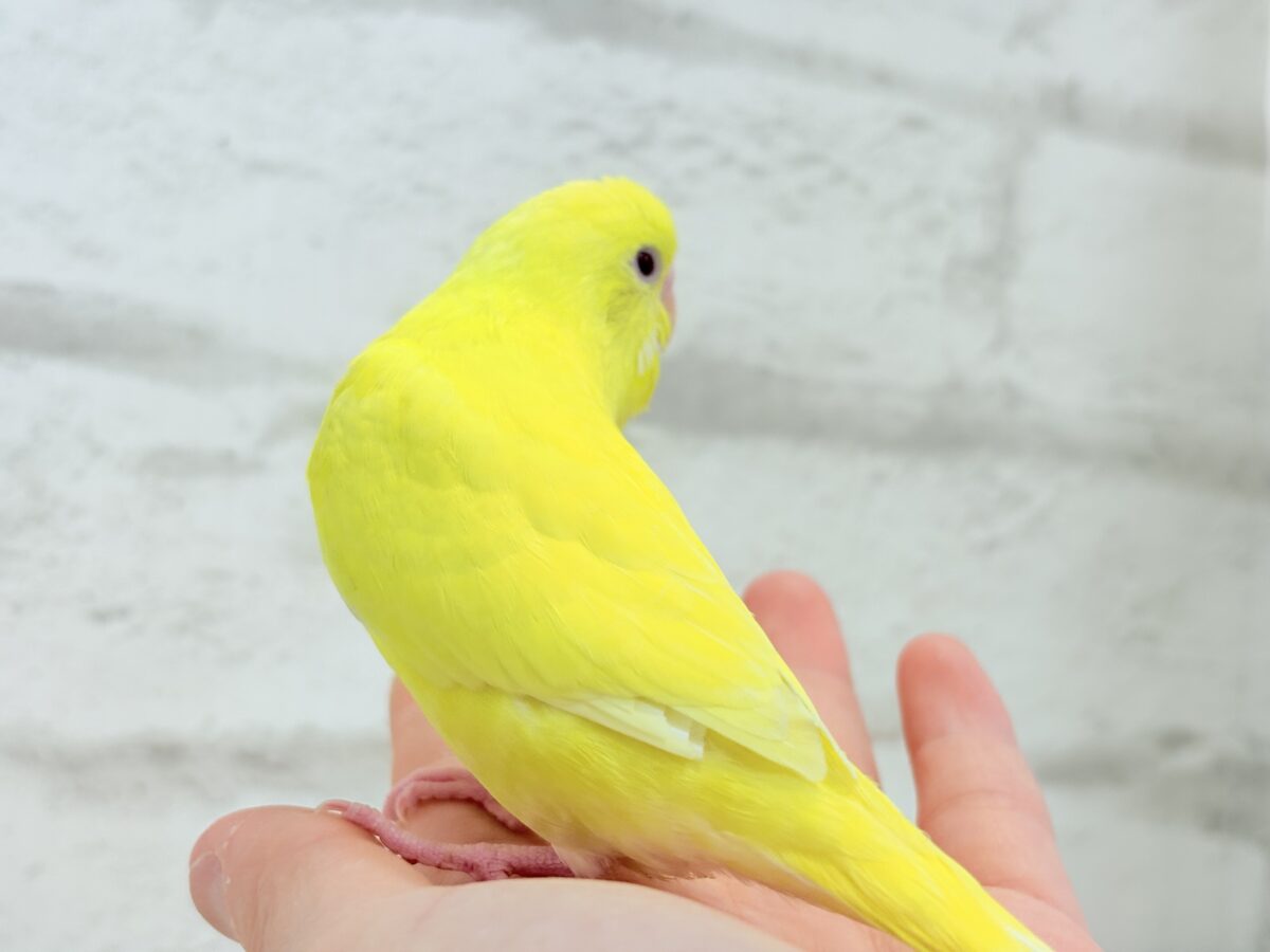 【最新画像更新🪄】にっこり笑顔がチャームポイント☺️💖セキセイインコ(ルチノー) ヒナ セキセイインコ