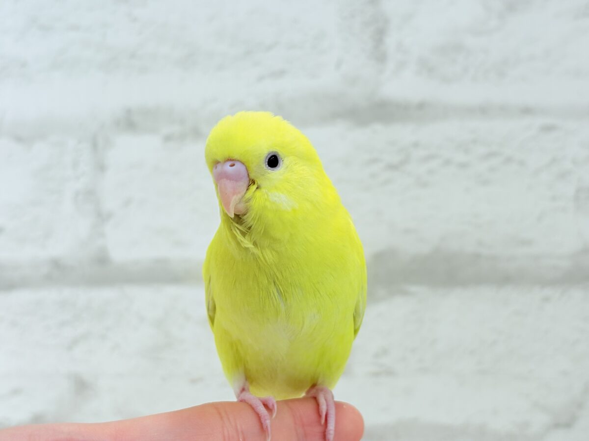 【最新画像更新🪄】にっこり笑顔がチャームポイント☺️💖セキセイインコ(ルチノー) ヒナ セキセイインコ