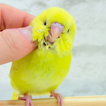 【最新画像更新🪄】にっこり笑顔がチャームポイント☺️💖セキセイインコ(ルチノー) ヒナ