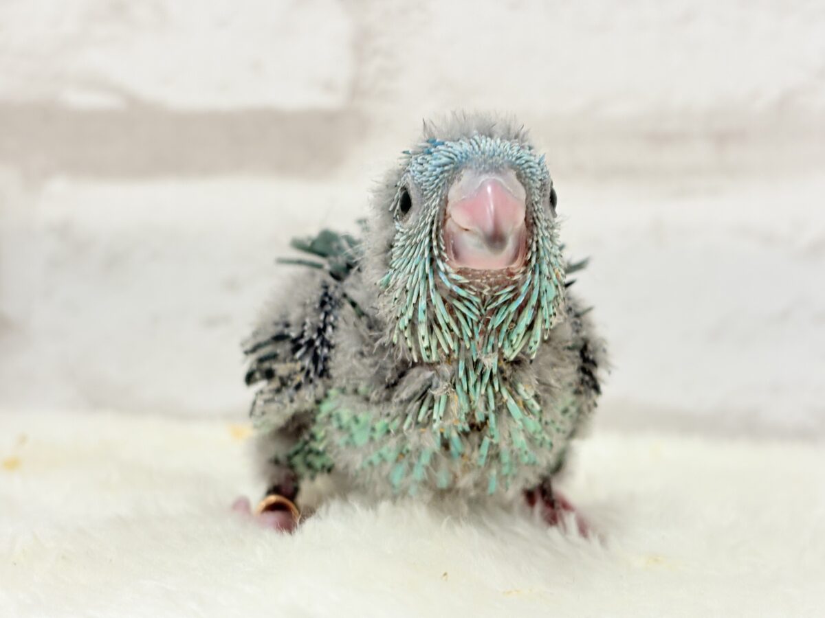 サザナミインコ