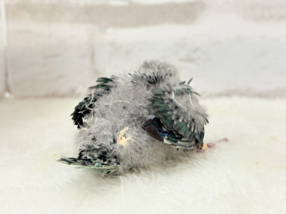 サザナミインコ