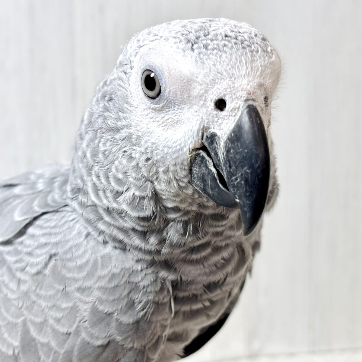 ヨウム