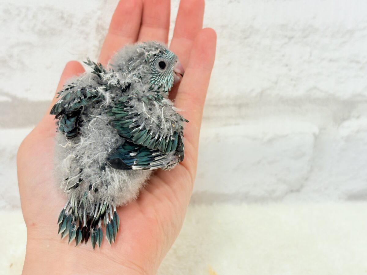 【最新画像更新🪄】可愛いお顔のヒナちゃん通ります🐣💎💖サザナミインコ(ターコイズ) ヒナ サザナミインコ