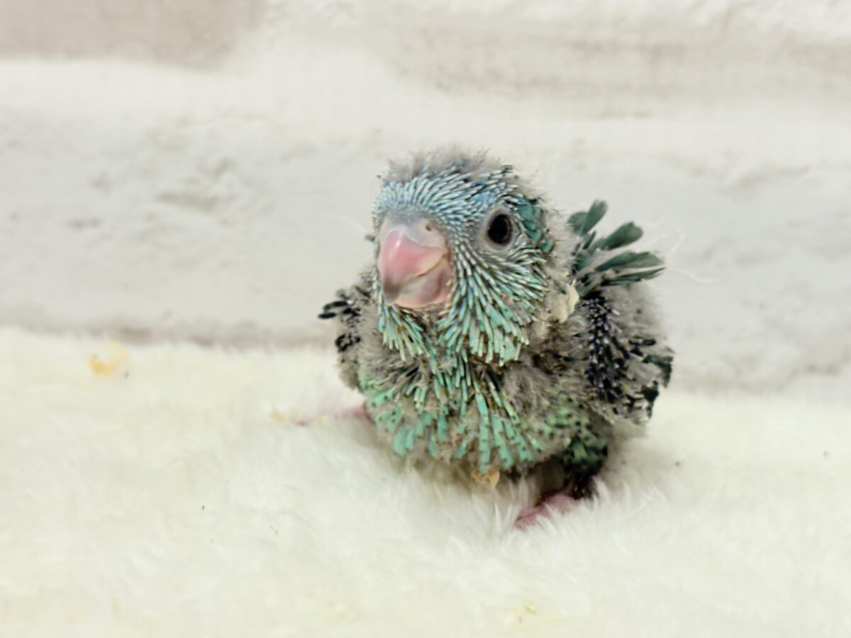 サザナミインコ