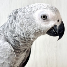 甘えん坊〜ヨウム   🩶🦜‬☆*。❤️