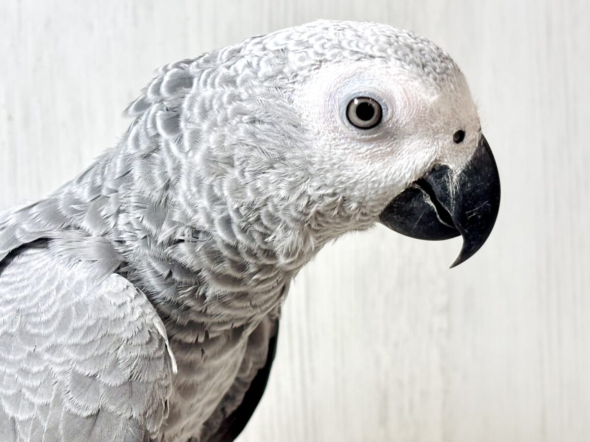 甘えん坊〜ヨウム   🩶🦜‬☆*。❤️