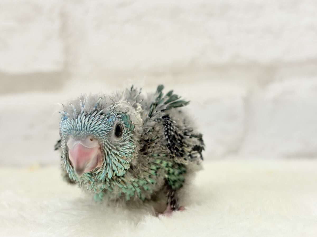 【最新画像更新🪄】可愛いお顔のヒナちゃん通ります🐣💎💖サザナミインコ(ターコイズ) ヒナ サザナミインコ