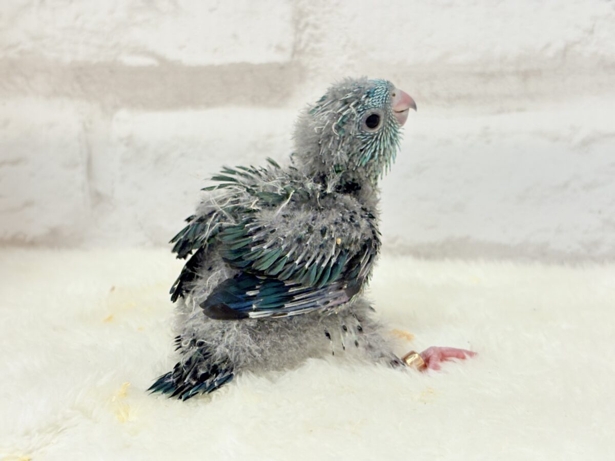 【最新画像更新🪄】可愛いお顔のヒナちゃん通ります🐣💎💖サザナミインコ(ターコイズ) ヒナ サザナミインコ