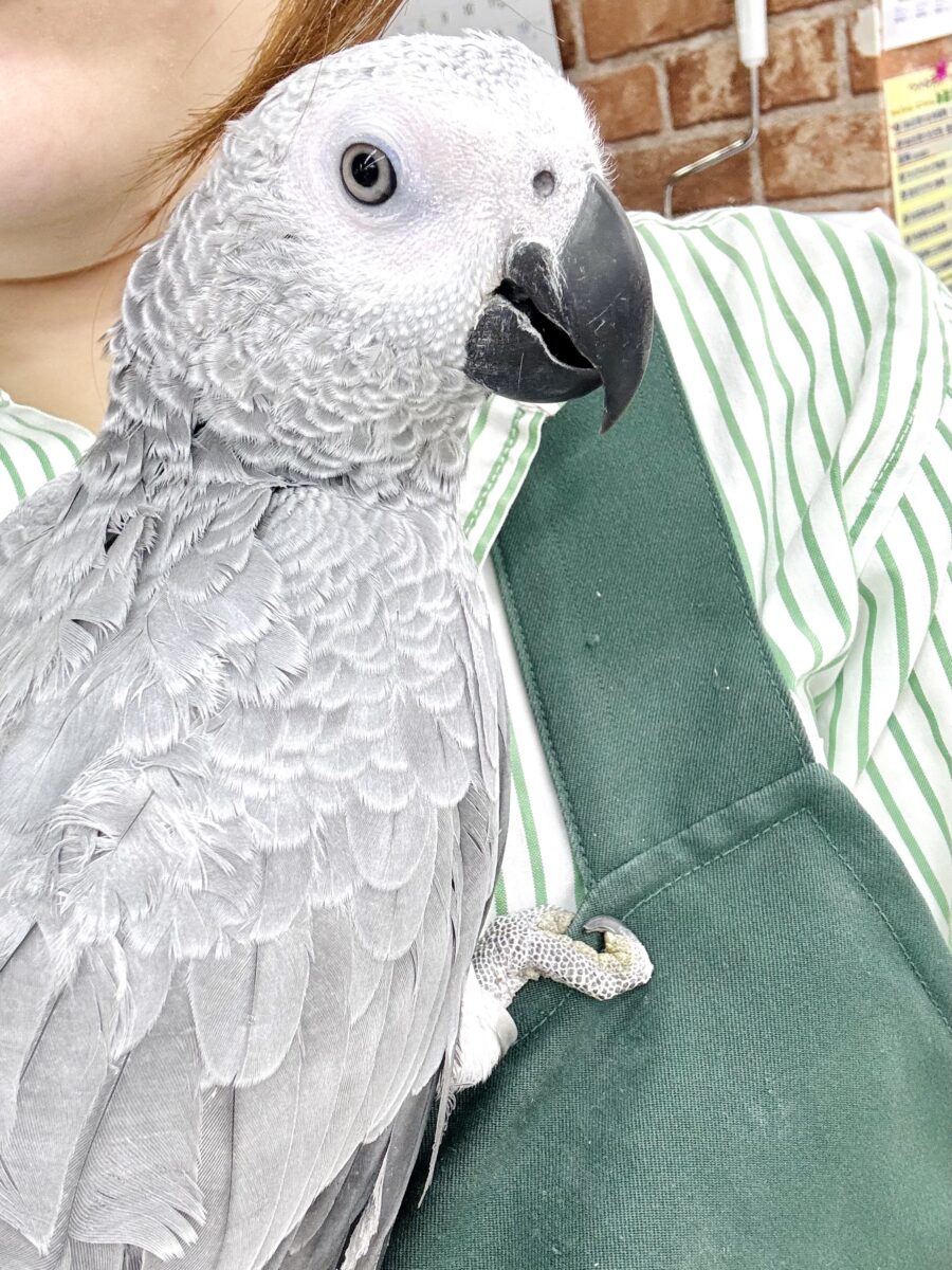 甘えん坊〜ヨウム 🩶🦜☆*。❤️ ヨウム