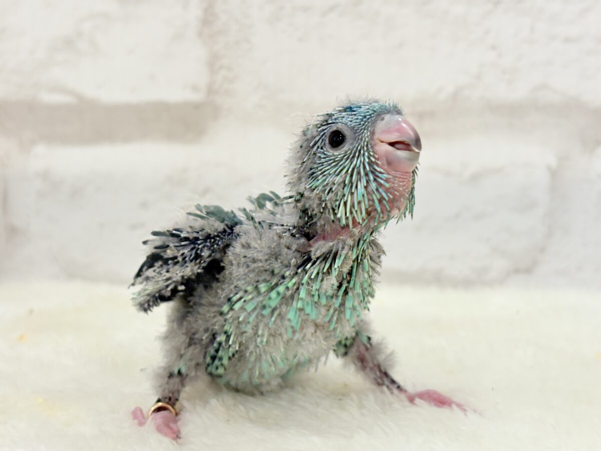 【最新画像更新🪄】可愛いお顔のヒナちゃん通ります🐣💎💖サザナミインコ(ターコイズ) ヒナ サザナミインコ