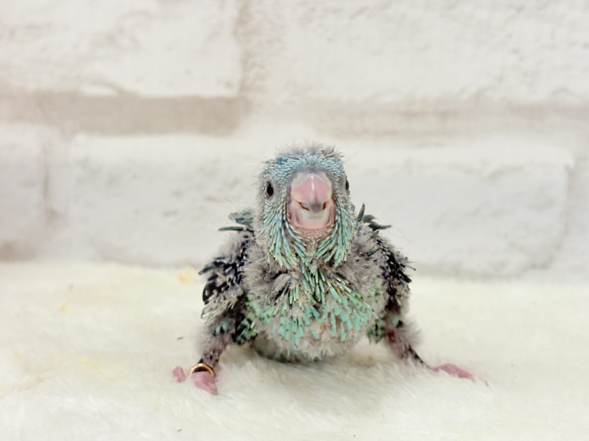 サザナミインコ