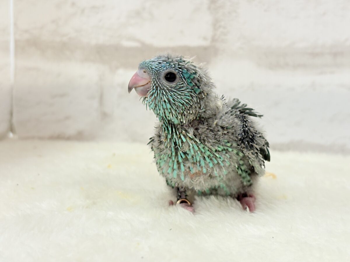 【最新画像更新🪄】可愛いお顔のヒナちゃん通ります🐣💎💖サザナミインコ(ターコイズ) ヒナ サザナミインコ