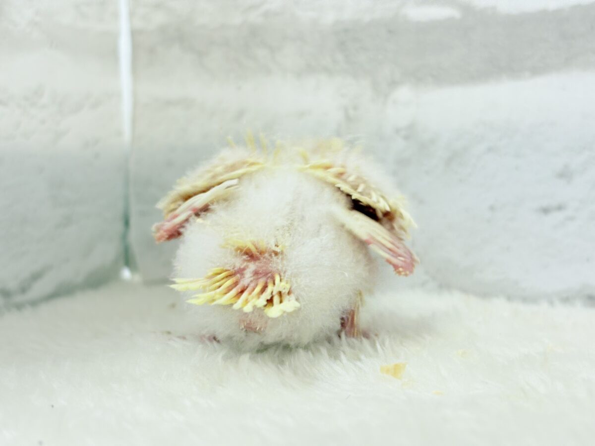 【最新画像更新🪄】我らの合図”ピーポポポ♬*°”⋆͛🐣🪐 ͙͛サザナミインコ(クリームイノ) ヒナ サザナミインコ
