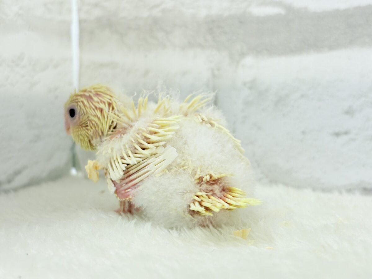 【最新画像更新🪄】我らの合図”ピーポポポ♬*°”⋆͛🐣🪐 ͙͛サザナミインコ(クリームイノ) ヒナ サザナミインコ