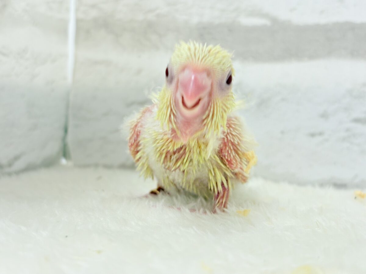 【最新画像更新🪄】我らの合図”ピーポポポ♬*°”⋆͛🐣🪐 ͙͛サザナミインコ(クリームイノ) ヒナ サザナミインコ