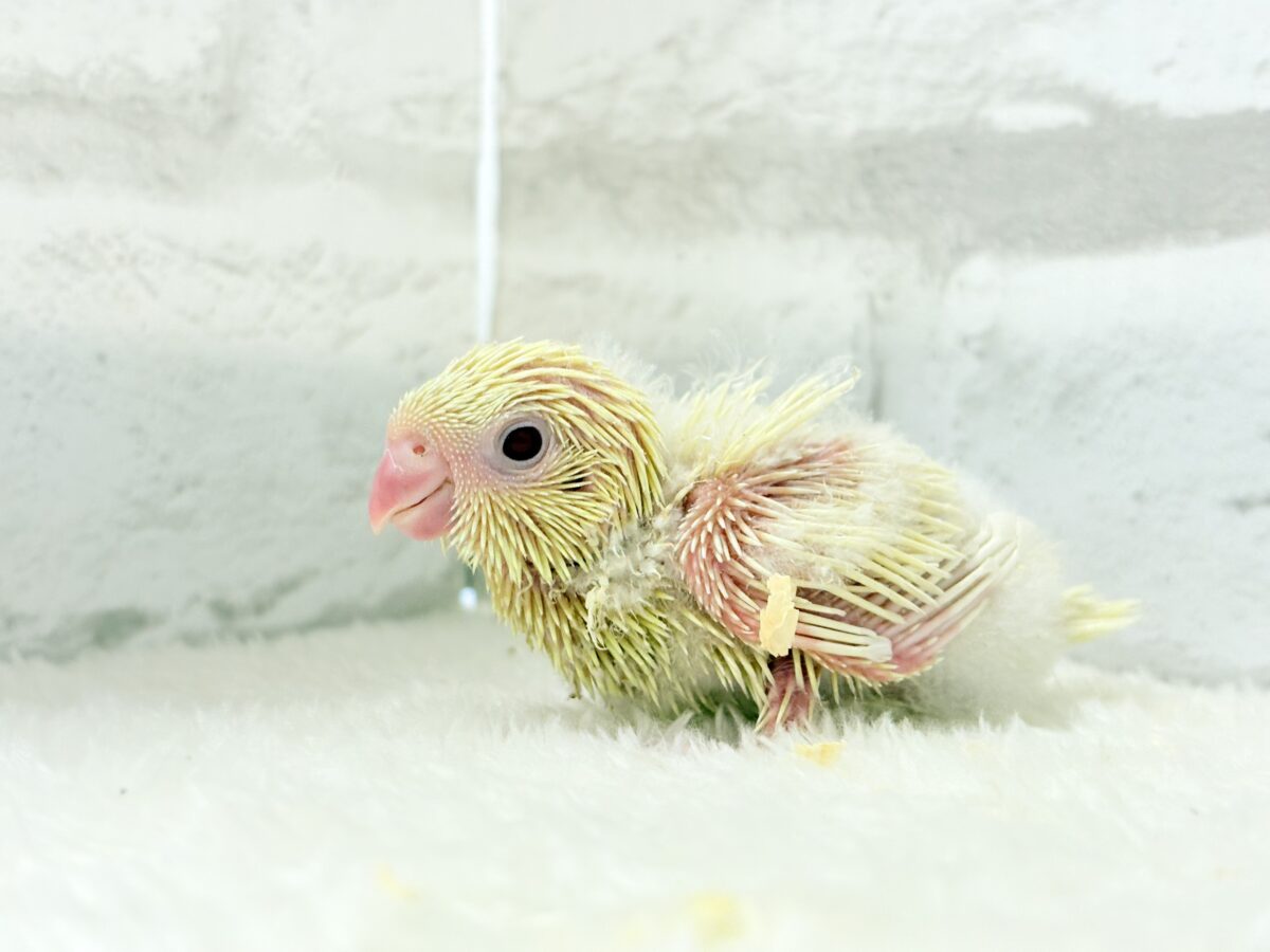 【最新画像更新🪄】我らの合図”ピーポポポ♬*°”⋆͛🐣🪐 ͙͛サザナミインコ(クリームイノ) ヒナ サザナミインコ