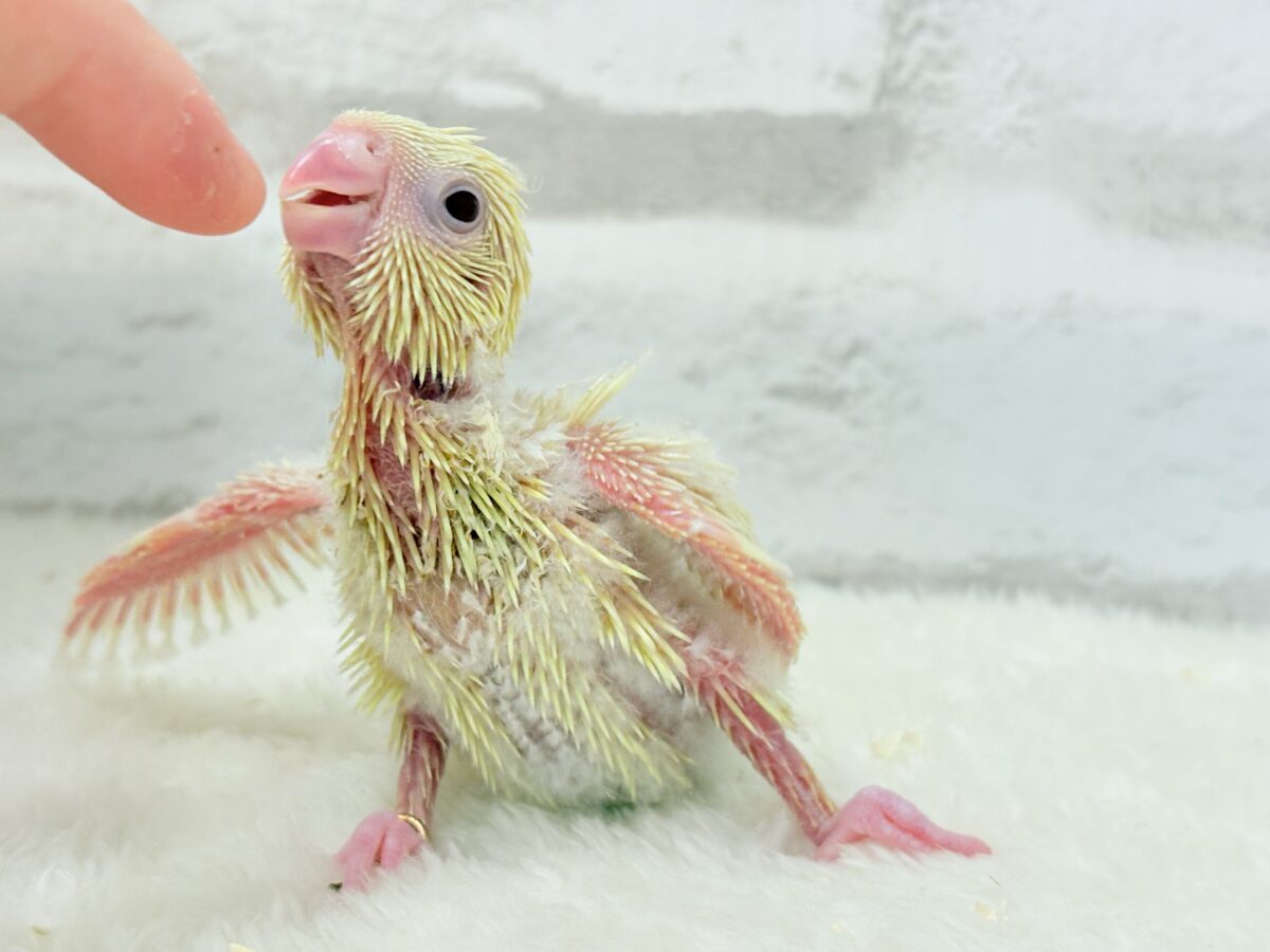 【最新画像更新🪄】我らの合図”ピーポポポ♬*°”⋆͛🐣🪐 ͙͛サザナミインコ(クリームイノ) ヒナ サザナミインコ