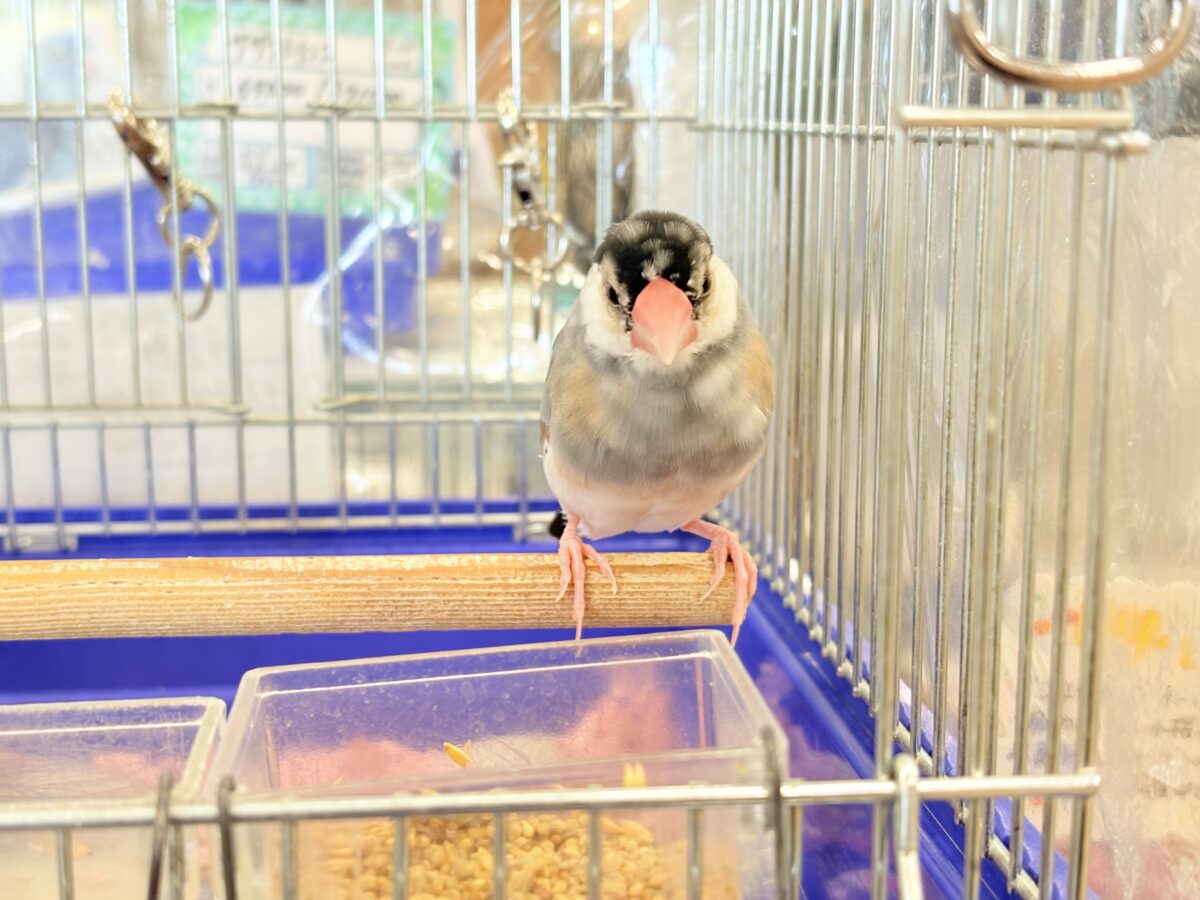 桜文鳥