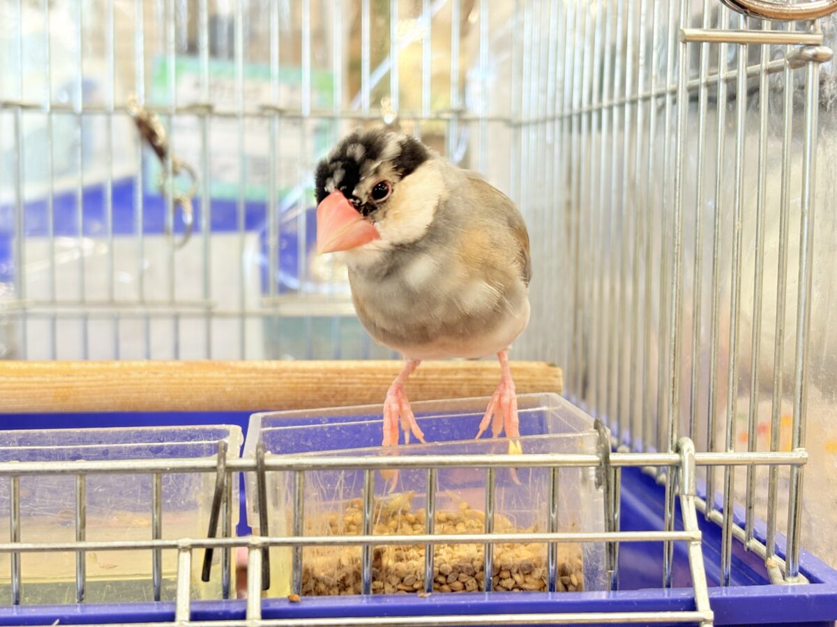 桜文鳥